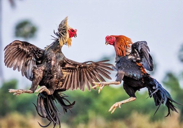 เคล็ดลับ พนันไก่ชนออนไลน์ ช่วยให้คุณชนะเสมอ